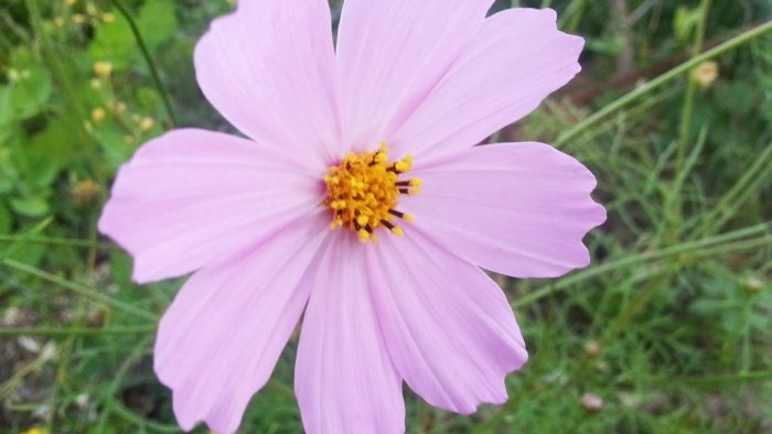 Rudens dārza top 7 koši ziedi, kas zied septembrī