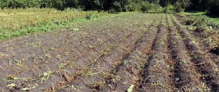 Kartoffeln kommen von selbst aus dem Boden, ein einfacher Kartoffelgräber für einen handgeführten Traktor, den jeder nachmachen kann