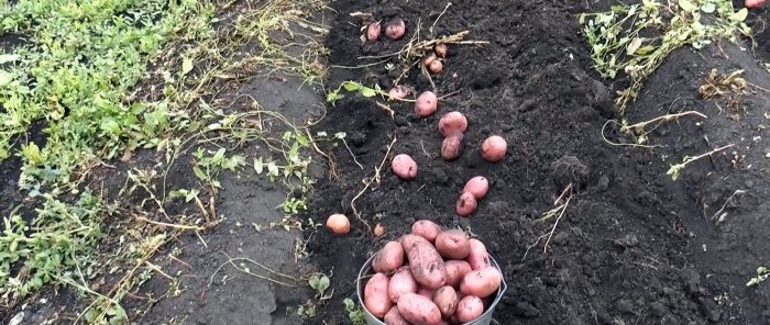 Le patate escono da sole dalla terra, un semplice scavapatate per un trattore con guida da terra che chiunque può ripetere