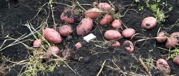 Potatis kommer själv upp ur marken, en enkel potatisgrävare för en bakomgående traktor som vem som helst kan upprepa