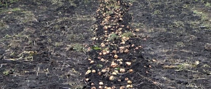 תפוחי אדמה יוצאים בעצמם מהאדמה, חופר תפוחי אדמה פשוט לטרקטור הולך מאחוריו שכל אחד יכול לחזור עליו