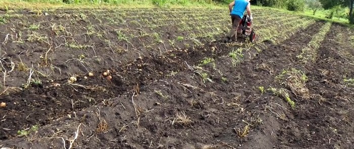 As batatas saem sozinhas do solo, um simples escavador de batatas para um trator de passeio que qualquer um pode repetir