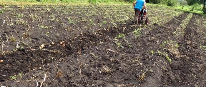 Le patate escono da sole dalla terra, un semplice scavapatate per un trattore con guida da terra che chiunque può ripetere