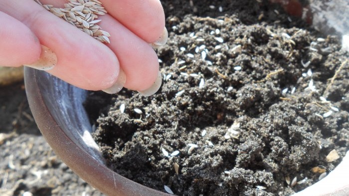 How to preserve the germination of vegetable and flower seeds at home