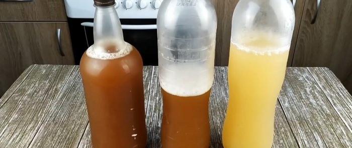 Kvass tulad ng mula sa isang bariles, malusog mula sa chicory