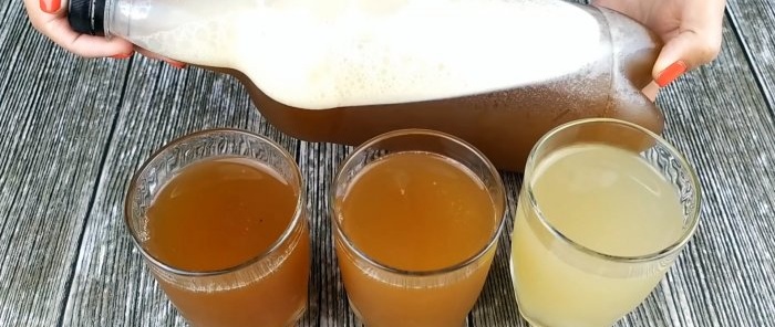 Kvass tulad ng mula sa isang bariles, malusog mula sa chicory