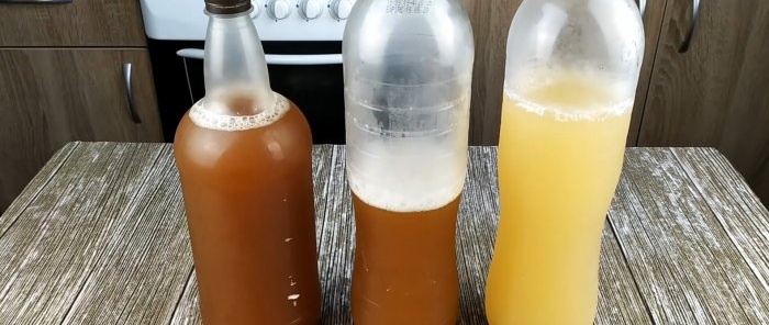 Kvass som fra et fat, sunt fra sikori