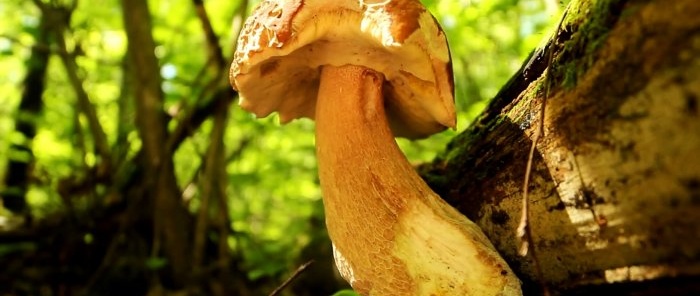 Hvordan man ikke forlader skoven uden svampe Råd fra en professionel mykolog