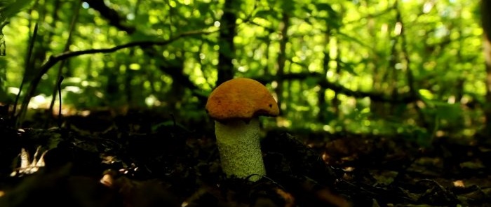 Comment ne pas quitter la forêt sans champignons Conseils d'un mycologue professionnel