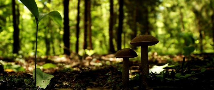 Come non lasciare la foresta senza funghi Consigli di un micologo professionista