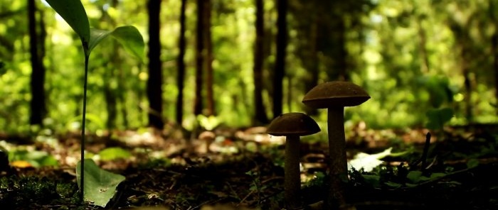 Hoe je het bos niet verlaat zonder paddenstoelen Advies van een professionele mycoloog