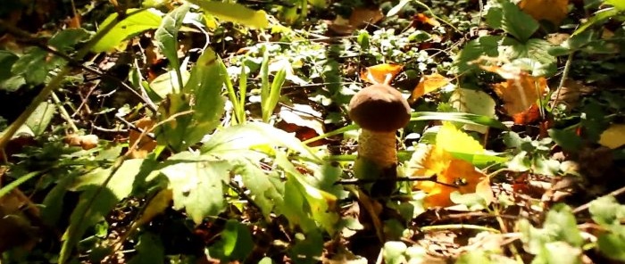 Како не напустити шуму без печурака Савет професионалног миколога