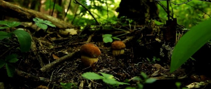 Hvordan man ikke forlader skoven uden svampe Råd fra en professionel mykolog