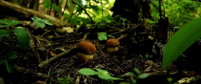 Hoe je het bos niet verlaat zonder paddenstoelen Advies van een professionele mycoloog