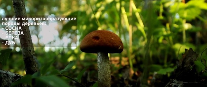 Jak neodejít z lesa bez hub Rada profesionálního mykologa