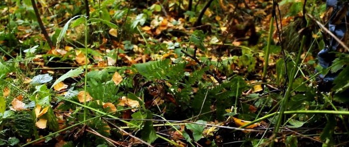 Wie man den Wald nicht ohne Pilze verlässt. Ratschläge eines professionellen Mykologen