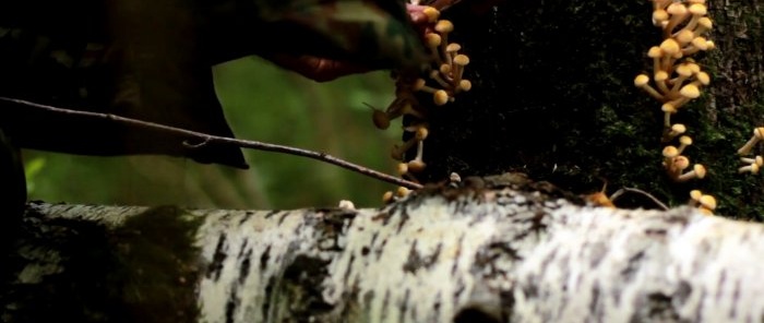 Hoe je het bos niet verlaat zonder paddenstoelen Advies van een professionele mycoloog