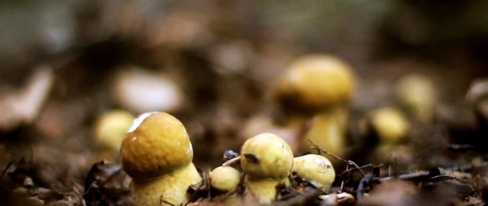 Hoe je het bos niet verlaat zonder paddenstoelen Advies van een professionele mycoloog