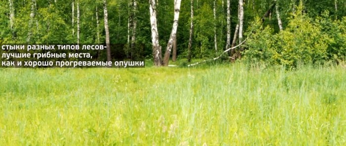 Cómo no dejar el bosque sin setas Consejos de un micólogo profesional