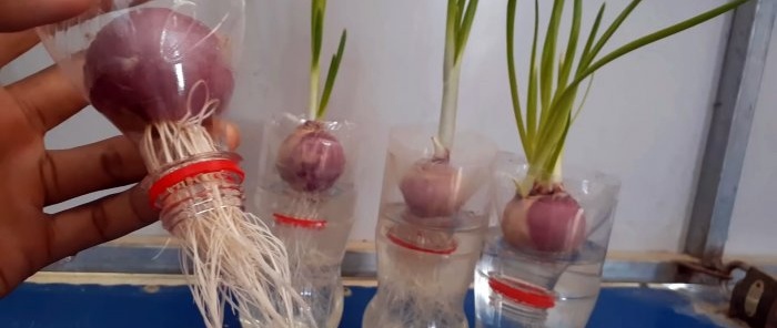 Une nouvelle super façon de faire pousser des oignons en bouteille