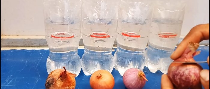 Naujas super būdas auginti svogūnus buteliuose