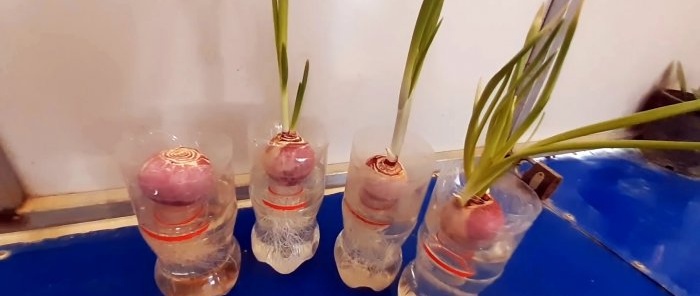 Una nueva y estupenda forma de cultivar cebollas en botellas.