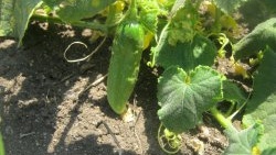 Barren flowers on cucumbers: 6 main reasons and how to deal with them