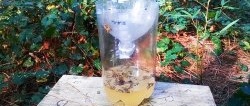 Goodbye wasps. How to make a bottle trap and forget about poisonous insects