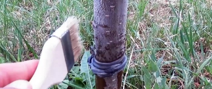 A cheap way to fight ants and aphids on trees