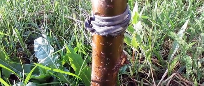 Una forma económica de combatir hormigas y pulgones en los árboles