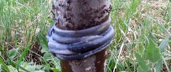 Ένας φθηνός τρόπος για να καταπολεμήσετε τα μυρμήγκια και τις αφίδες στα δέντρα