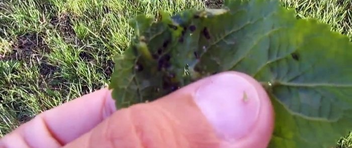 A cheap way to fight ants and aphids on trees