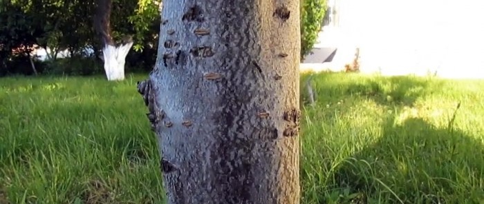 A cheap way to fight ants and aphids on trees