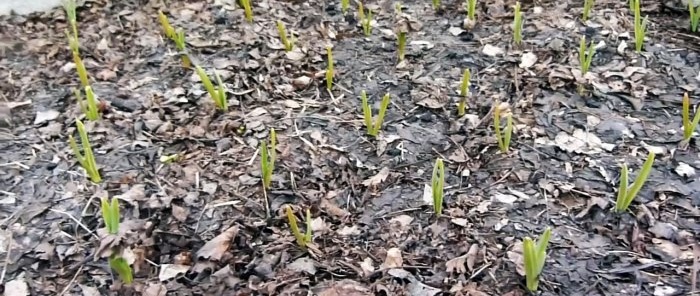 Cultivo ajos del tamaño de un puño y comparto mi secreto.