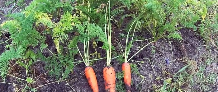 Một phương pháp bảo quản cà rốt và củ cải đường đáng tin cậy đã được chứng minh qua nhiều năm