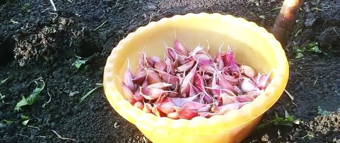 How and when to plant garlic in winter for a big harvest