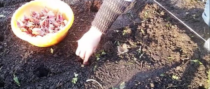 Jak a kdy zasadit česnek v zimě pro velkou úrodu