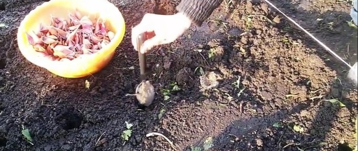 Πώς και πότε να φυτέψετε το σκόρδο το χειμώνα για μια μεγάλη συγκομιδή