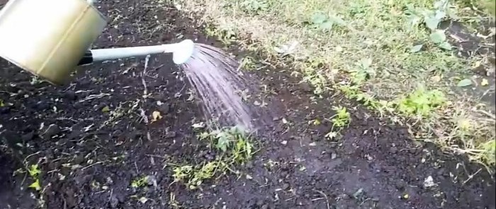 Cómo y cuándo plantar ajo en invierno para obtener una gran cosecha.