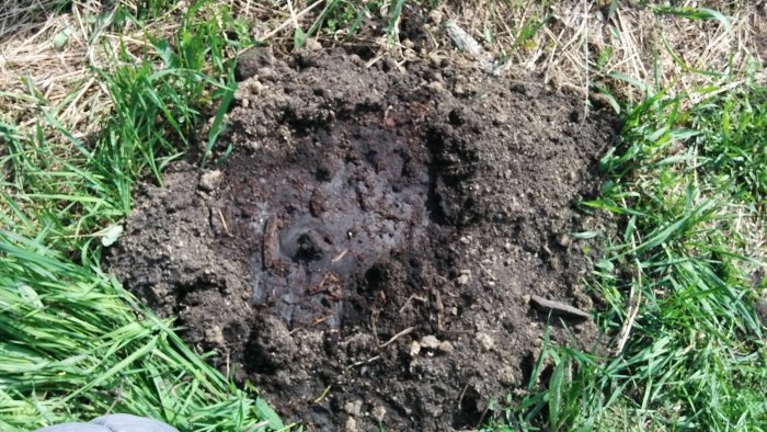 Ràpida propagació de groselles per estratificació a la tardor