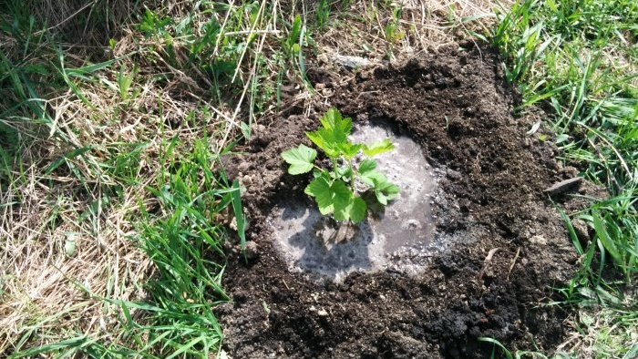 Rapid propagation of currants by layering in autumn