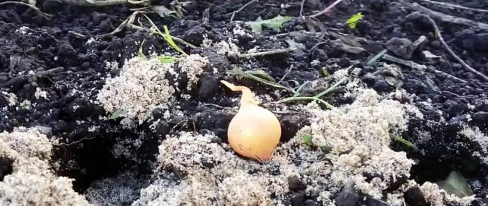 Come piantare le cipolle prima dell'inverno per ottenere un raccolto da record