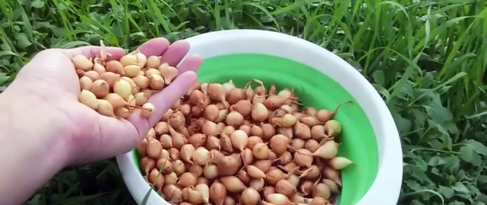 كيفية زراعة البصل قبل الشتاء للحصول على محصول قياسي