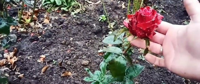 Как да режем рози в големи количества през есента Метод за мързеливите