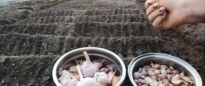 All the tricks and subtleties of planting garlic before winter from A to Z