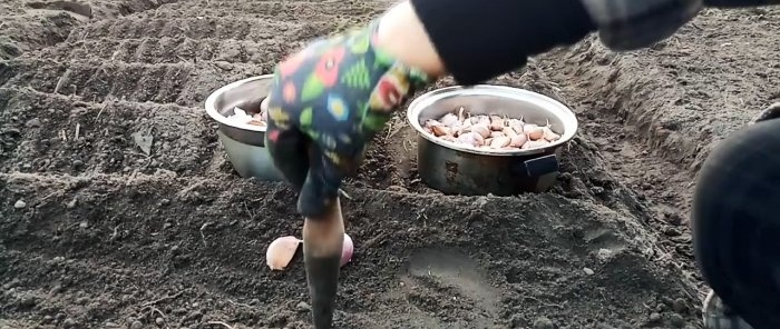 All the tricks and subtleties of planting garlic before winter from A to Z