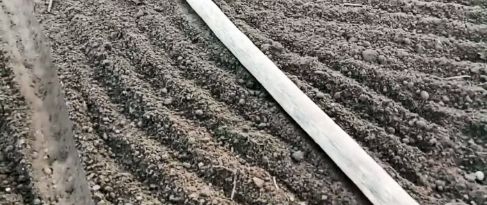 Όλα τα κόλπα και οι λεπτές αποχρώσεις της φύτευσης του σκόρδου πριν από το χειμώνα από το Α έως το Ω