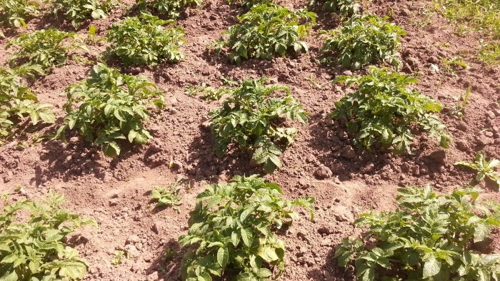 How to get an early potato harvest