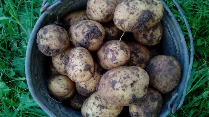 Kaip gauti ankstyvą bulvių derlių