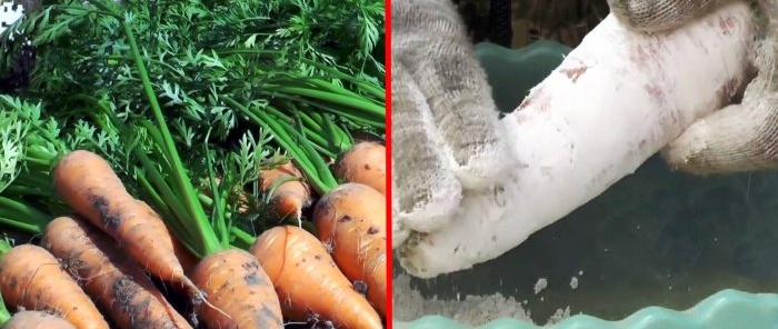 Comment garder les carottes et les betteraves juteuses sans cave